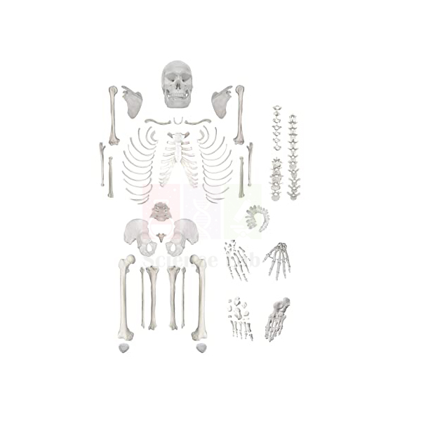 Disarticulated Human Skeleton